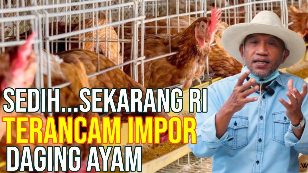 Indonesia Terancam Impor Daging Ayam, Bagaimana Dengan Sapi.jpg